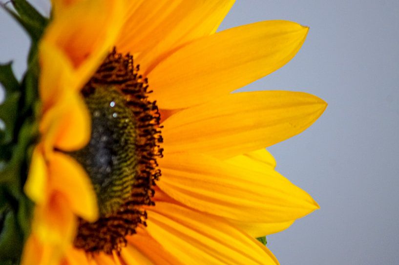 Zonnebloem macro van Niek Traas