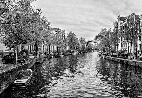 Meeuwen vliegen over de Amsterdamse Singel