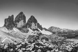 Sommerlicher Blick auf die drei Zinnen in den Dolomiten in schwarzweiß