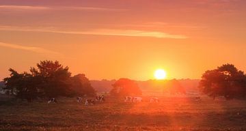 Veluwe  zonsopkomst panorama van Dennis van de Water