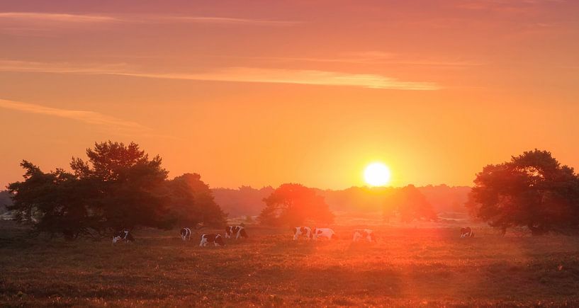 Veluwe  zonsopkomst panorama von Dennis van de Water