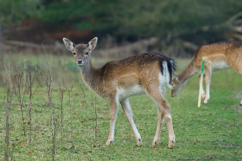 alert young fallow deer doe