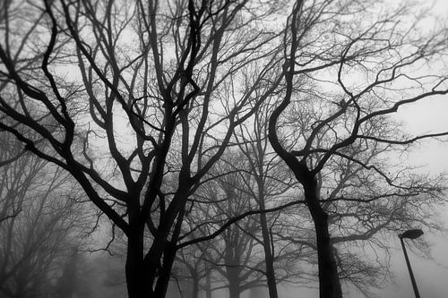 the silence of the trees