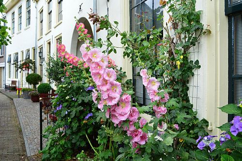 Prachtige bloemen in het Tuighuis