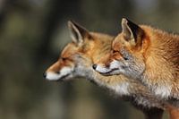 Two foxes side by side