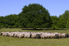 A flock of sheep on the heathland of Drenthe by ArtSiriExloo