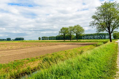 Paysage agricole coloré en été.
