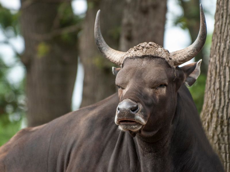 banteng : Zoo royal des citoyens par Loek Lobel