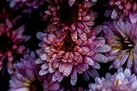 Fleurs