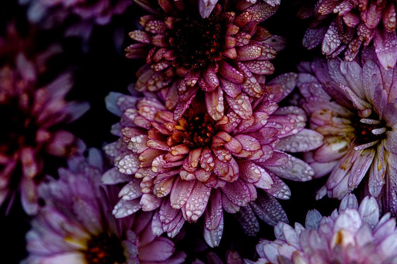 Floral Splendor by Anja Jansen