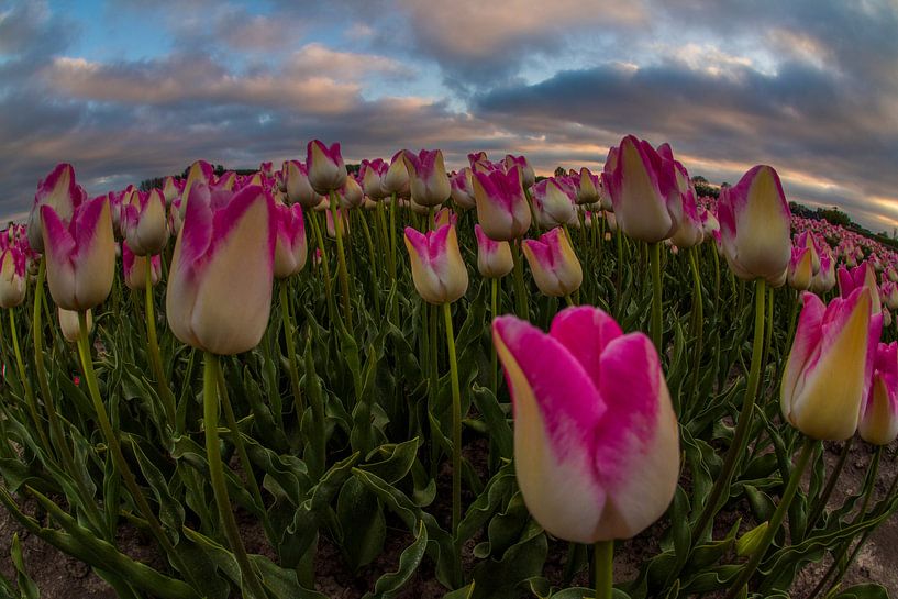 Tulen and clouds by peterheinspictures