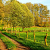 Lüneburger Heide