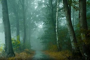 Misty Morning II