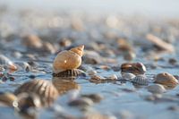 Muscheln auf der Gezeitenmarke