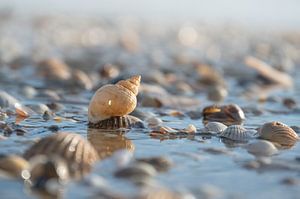 coquilles sur le tidemark