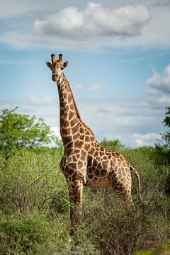 Giraffe in Mapungubwe National Park, South Africa by Paula Romein