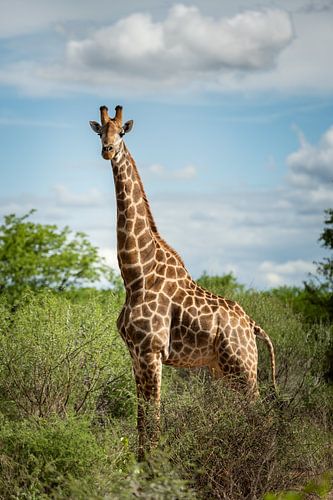 Giraffe im Mapungubwe-Nationalpark, Südafrika