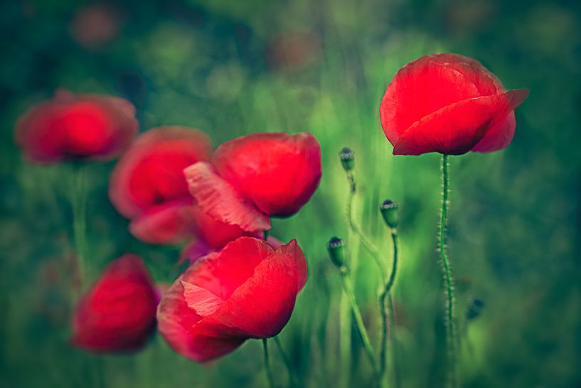Dordrecht, Coquelicots par Piotr Aleksander Nowak