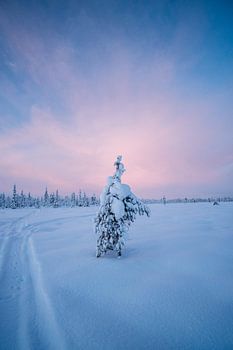 Lappland Baum im Winterwunderland