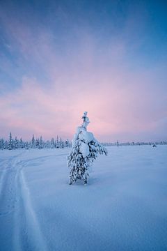 Lapland Boom in Winter Wonderland van Patrick Rosen