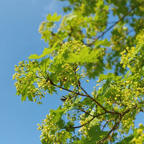 Bloeiwijze en vers jong blad van een Noorse esdoorn