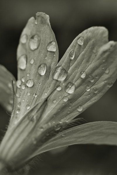 schwarze und weiße Blume von Shutterbalance