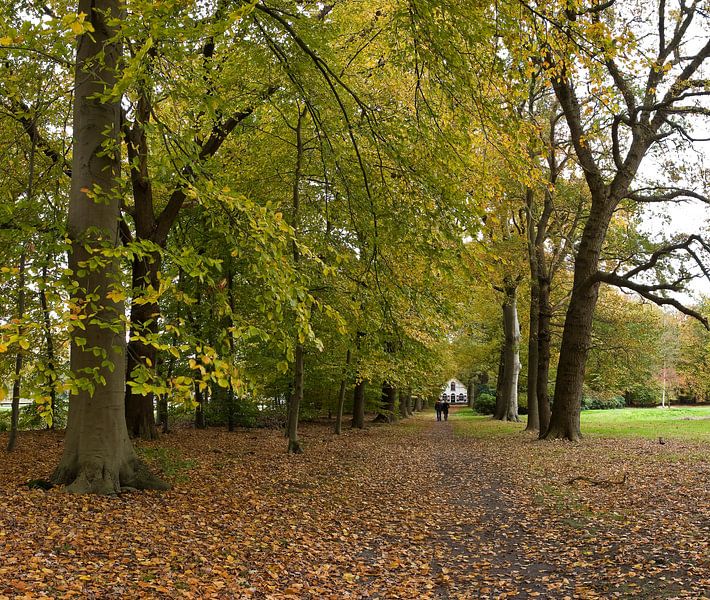 Herfstbos, landgoed Bantam,  par Rene van der Meer