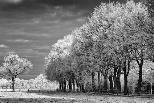 Magical winter landscape in black and white
