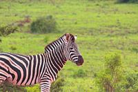 Zebra in het gras