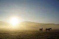 Paarden in Montana