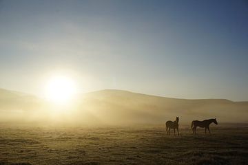 Paarden in Montana van Jan-Thijs Menger