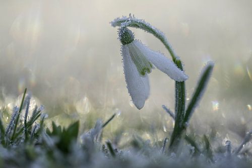 Sneeuwklokje