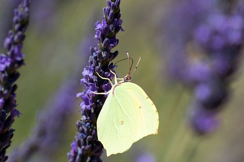 vlinder op lavendel