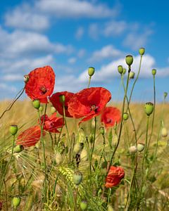 Mohn im Kornfeld