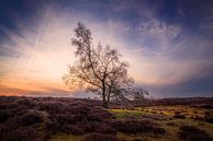 Hanging tree par Arjen Dijk Aperçu