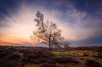 Hanging tree