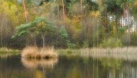 SoftFocus by Roland Swennen thumbnail