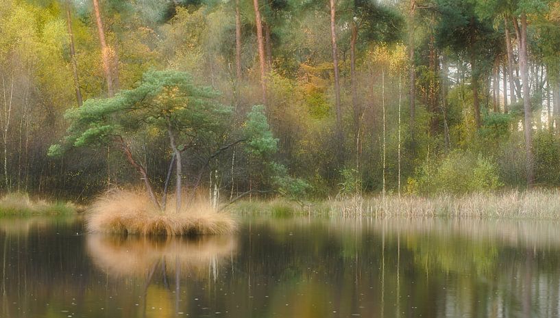 SoftFocus by Roland Swennen