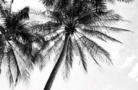Atmospheric photo of palm trees black and white