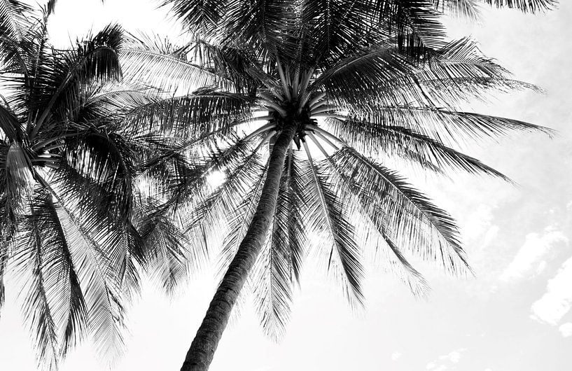 Atmospheric photo of palm trees black and white by Bianca ter Riet