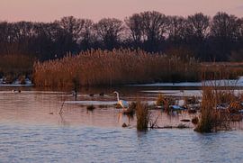 Birds in De Onlanden nature reserve - Groningen (Netherlands) by Marcel Kerdijk