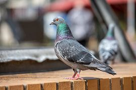 Dove at the fountain by t.ART