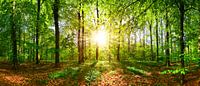 Sun and forest