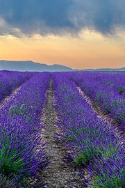 La lavande en fleurs en Provence au lever du soleil sur Sjoerd van der Wal Photographie
