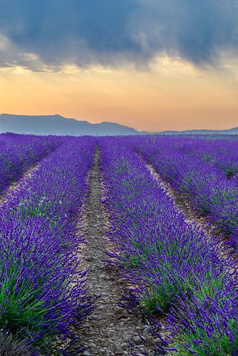 La lavande en fleurs en Provence au lever du soleil sur Sjoerd van der Wal Photographie