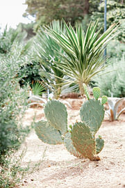 Wild cacti and palm trees in earth tones – Croatia by Amy Hengst Fine Art Travel Prints