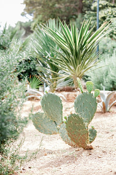 Cactus sauvages et palmiers aux teintes terreuses - Croatie