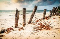 Beach poles on Zanzibar