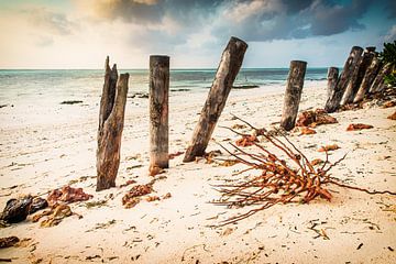 Strandpalen op Zanzibar van Marco Rutten