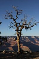 Arbre mort du Grand Canyon à l'heure dorée